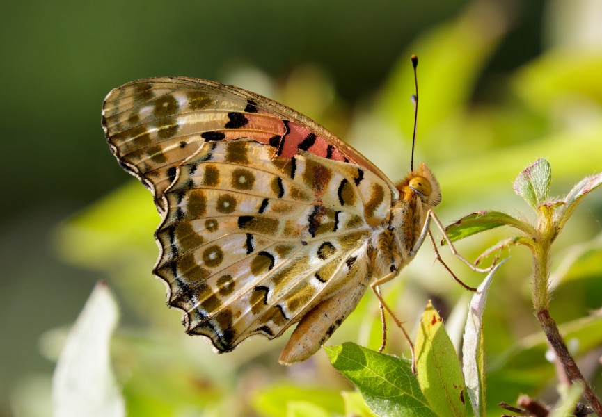 Indian Fritillary at Keitakuen in Osaka, June 2016