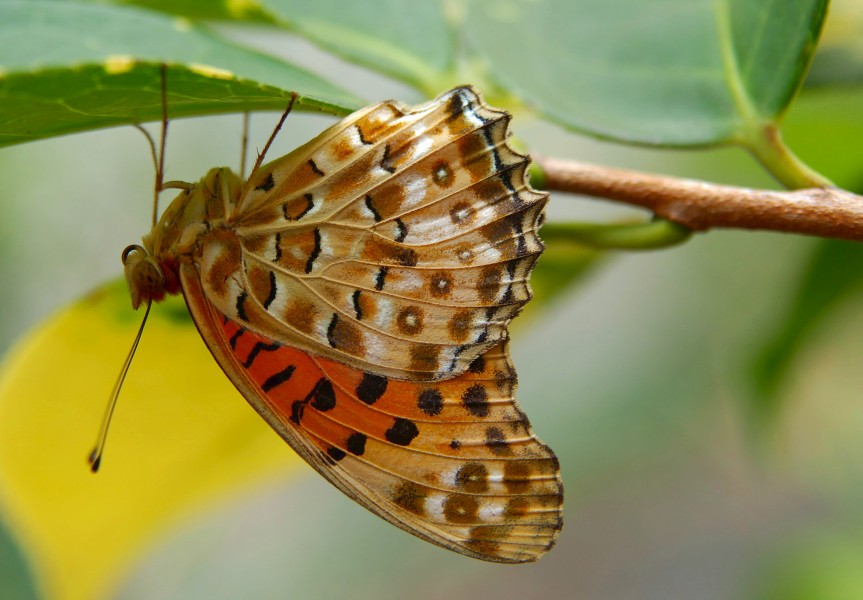 Indian Fritillary hanging on to a leaf
