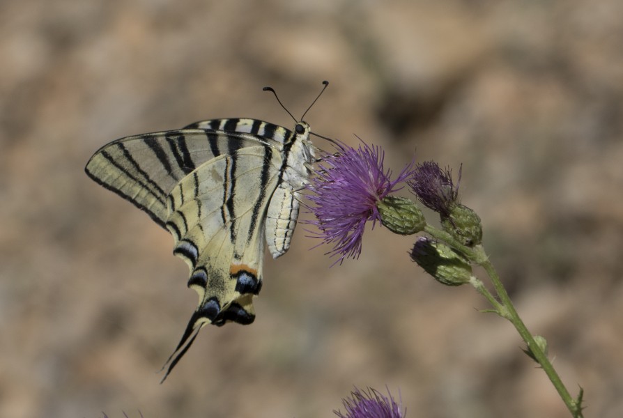 Iphiclides podalirius - Erik kırlangıçkuyruğu 11-2