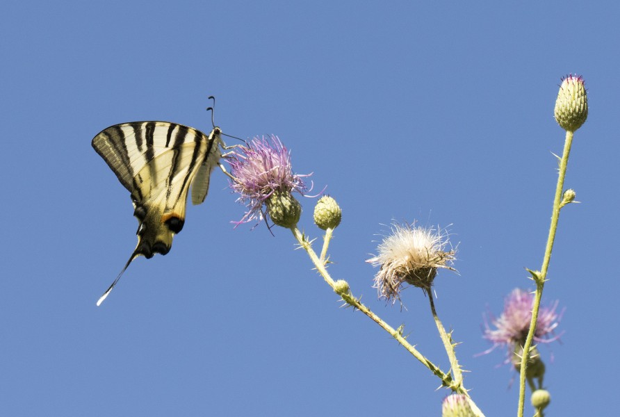 Iphiclides podalirius - Erik kırlangıçkuyruğu 14-4
