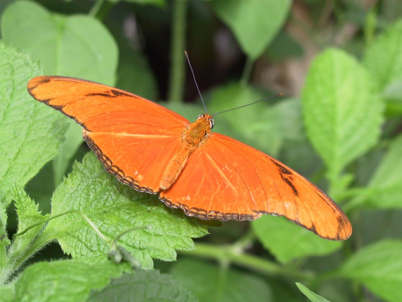 Julia-heliconian-butterfly