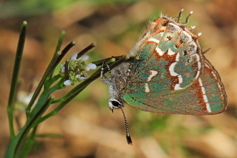 Juniper Hairstreak - Callophrys gryneus, Occoquan Regional Park, Lorton, Virginia - 25501642283