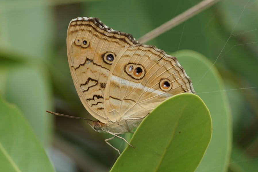 Junonia almana 02193