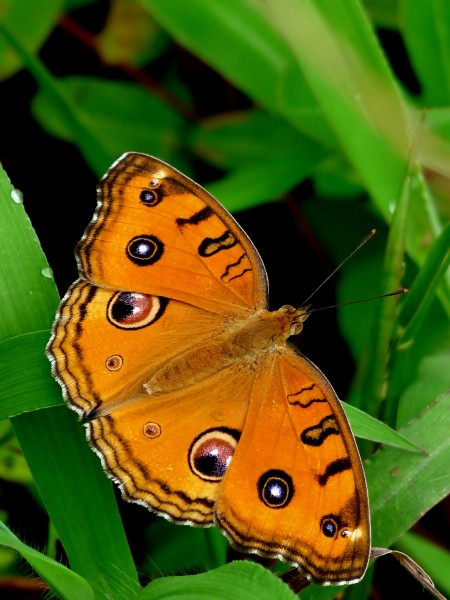 Junonia almana WSF by kadavoor