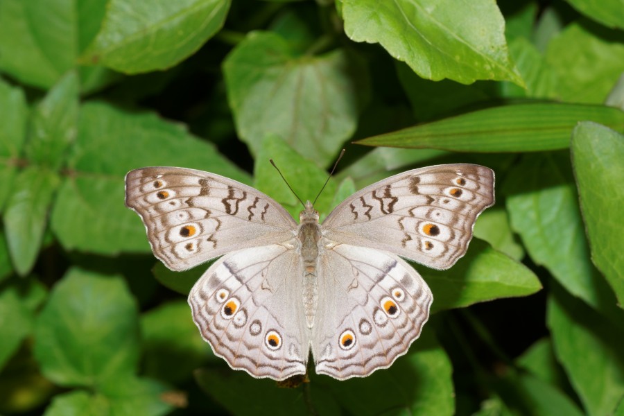 Junonia atlites-Kadavoor-2016-07-30-001