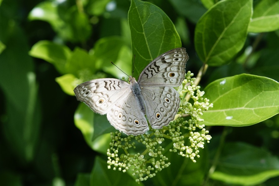 Junonia atlites 5201