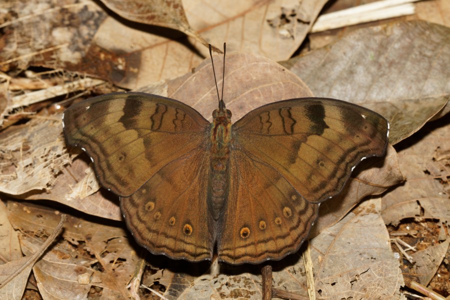 Junonia iphita-Kadavoor-2016-08-08-001
