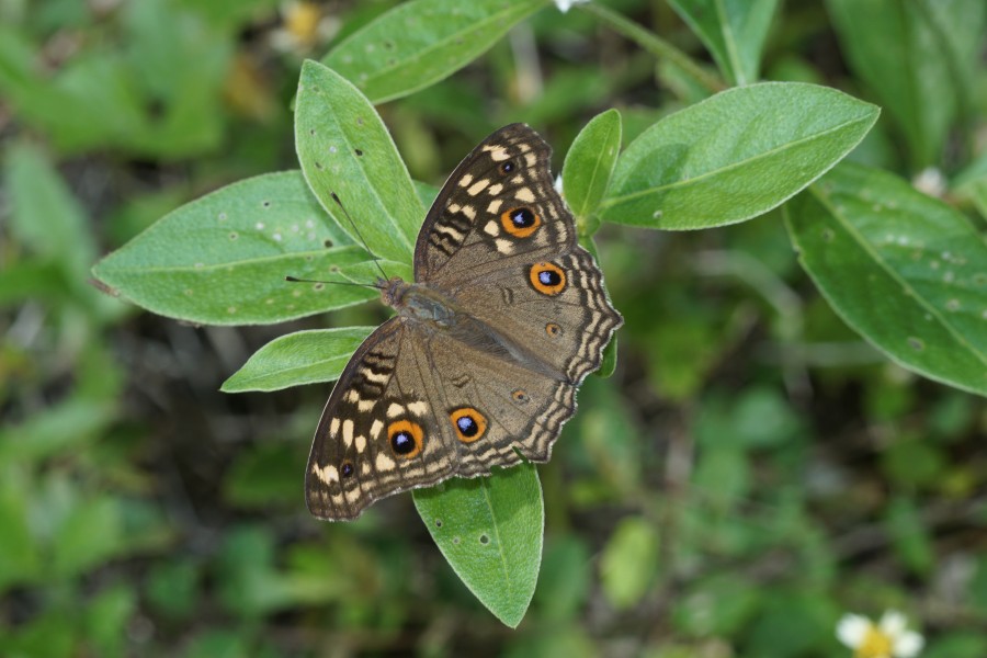 Junonia lemonias 04678