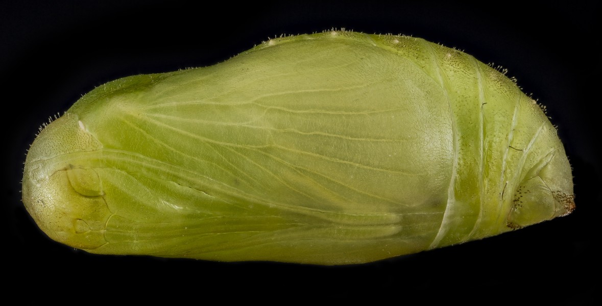 Karner blue pupa