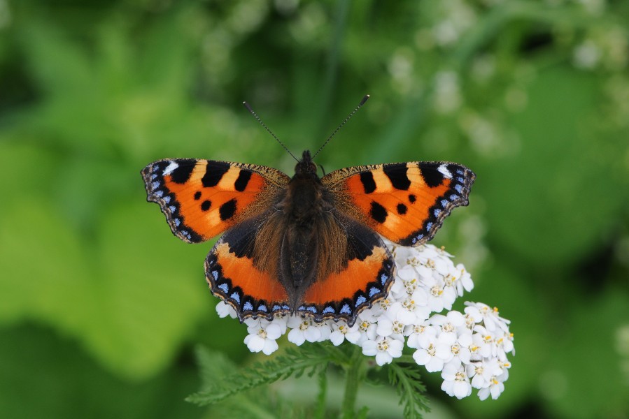 Kleiner Fuchs, Aglais urticae 011