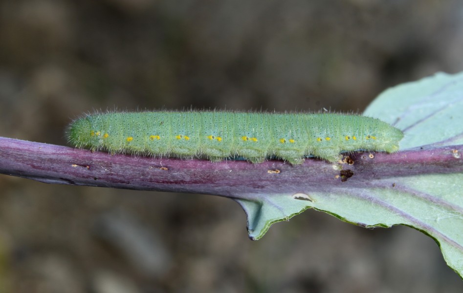 Kleiner Kohlweißling Pieris rapae