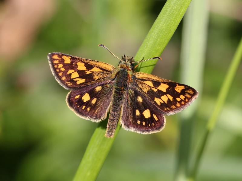 Laab im Walde - Bärenberg - Gelbwürfeliger Dickkopffalter (Carterocephalus palaemon)