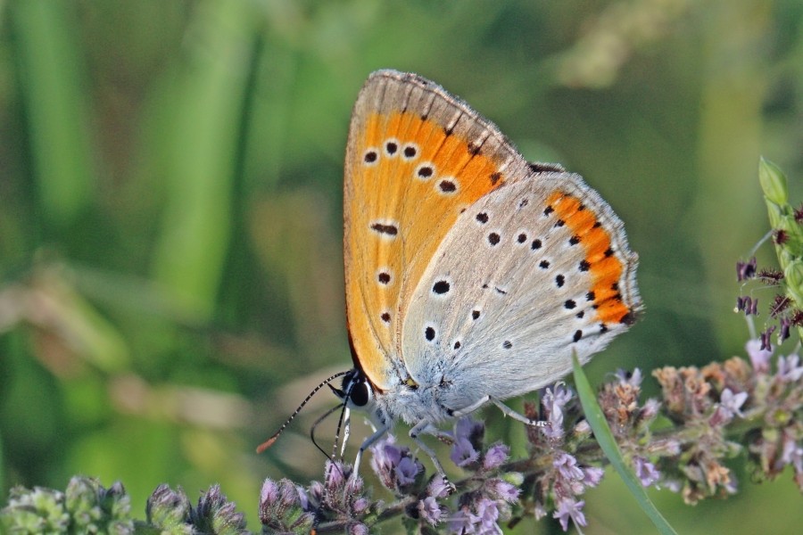 Large copper (Lycaena dispar) male underside Greece