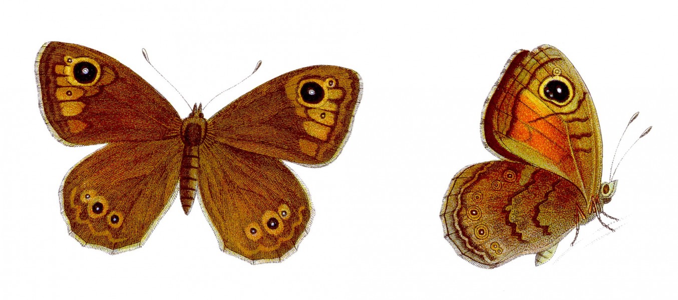 Lasiommata maera - Braunauge