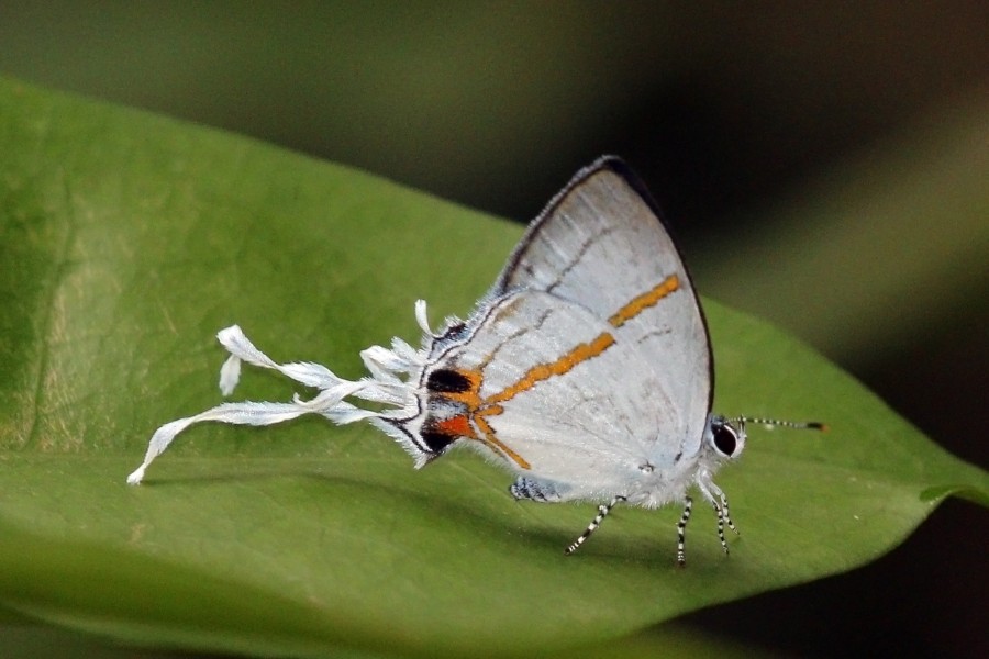Lebona fairy hairstreak (Hypolycaena lebona lebona)