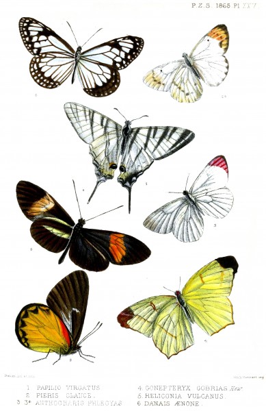 Lepidoptera1ButlerPZSL1865