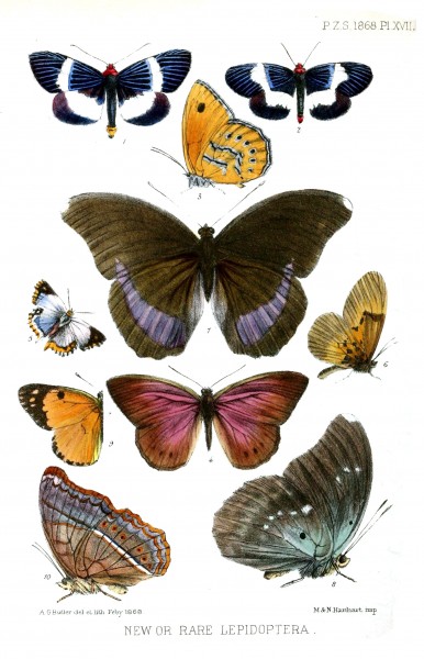 Lepidoptera1ButlerPZSL1868