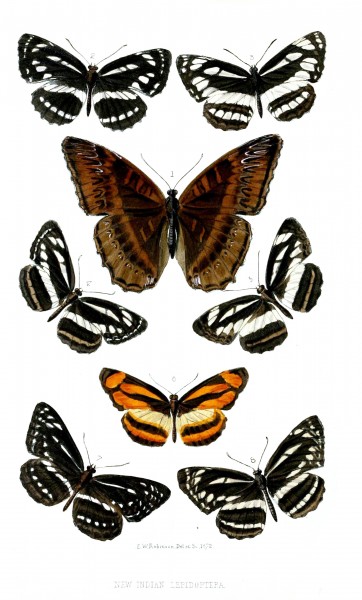 Lepidoptera1Robinson1872