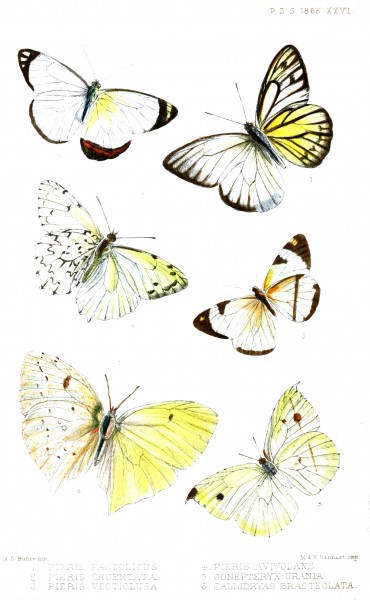 Lepidoptera2ButlerPZSL1865