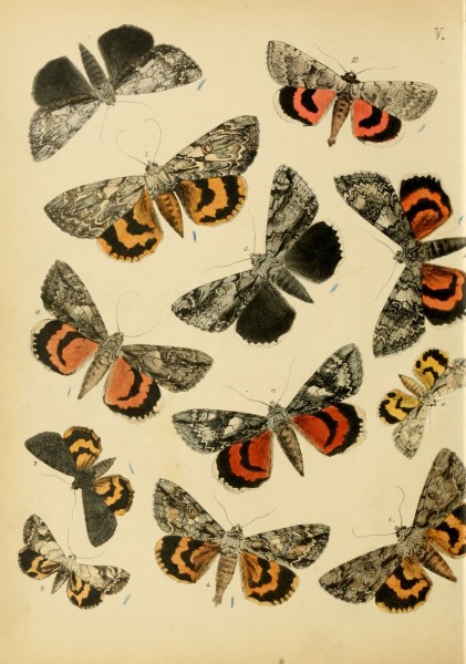 Lepidoptera, rhopaloceres and heteroceres, indigenous and exotic (6276294679)