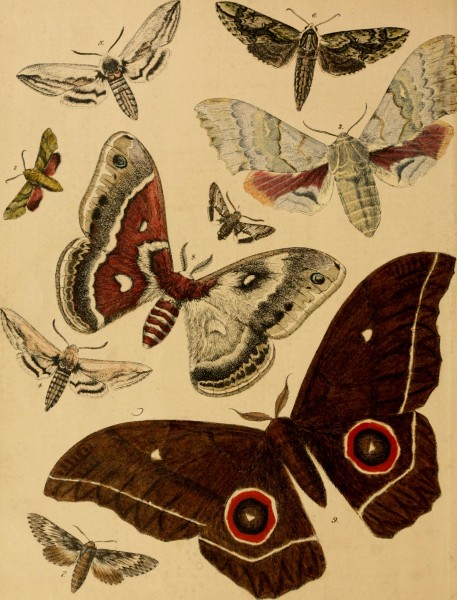 Lepidoptera, rhopaloceres and heteroceres, indigenous and exotic; with descriptions and colored illustrations (1872) (14775067484)