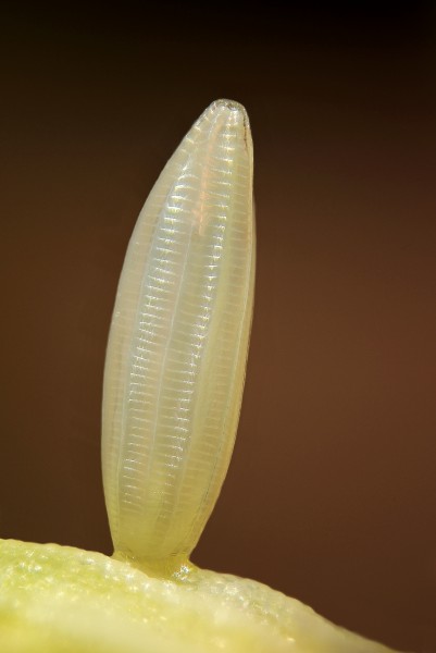 Leptidea sinapis egg