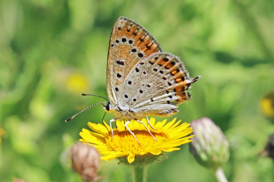 Lesser fiery copper (Lycaena thersamon) female underside Bulgaria