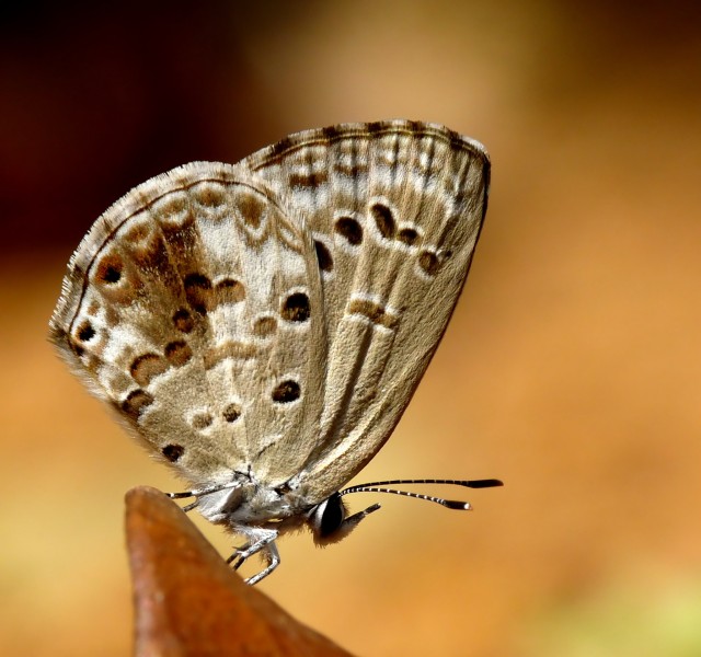 Lime Blue Chilades laius by kadavoor