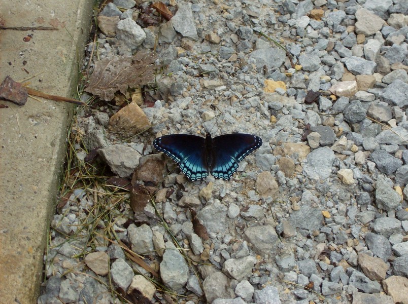 Limenitis arthemis astyanax on gravel
