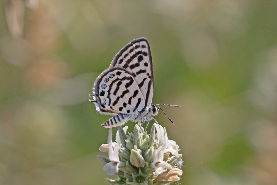 Little tiger blue (Tarucus balkanicus balkanicus) Macedonia