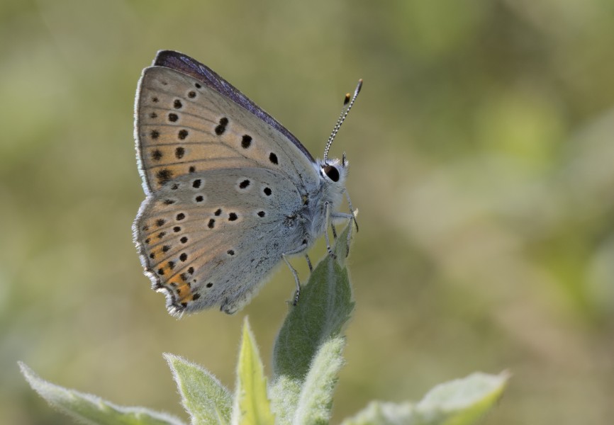 Lycaena alciphron - Büyük Morbakırgüzeli 06