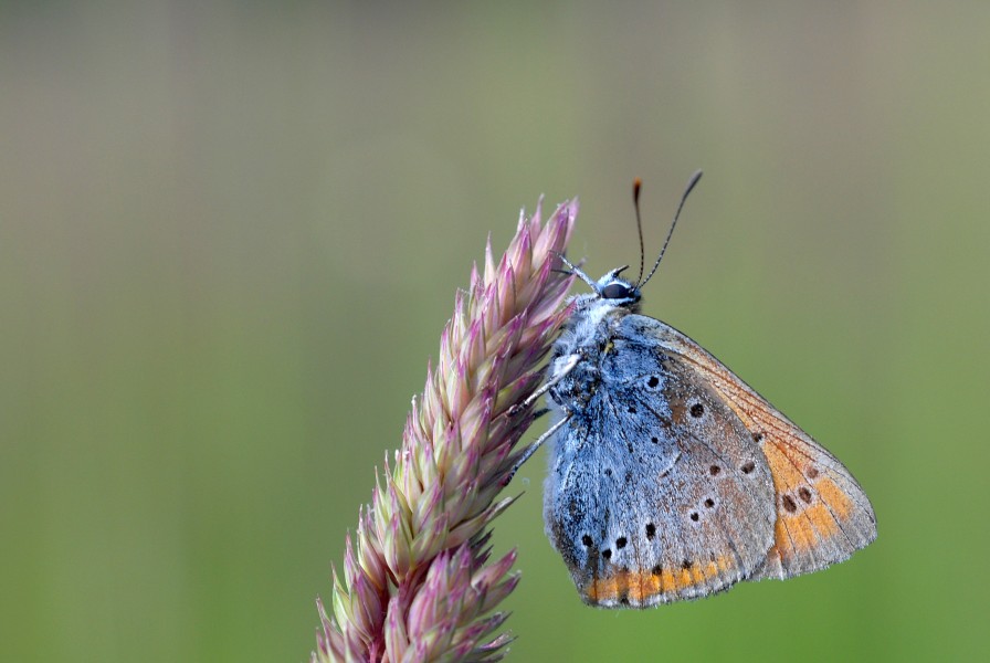 Lycaena dispar (2653359170)