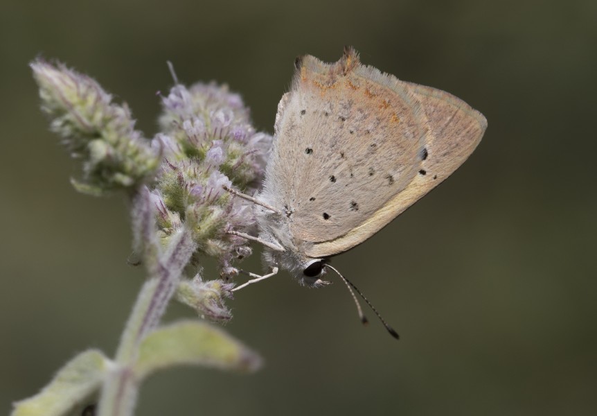 Lycaena phlaeas - Benekli bakırgüzeli 12-1