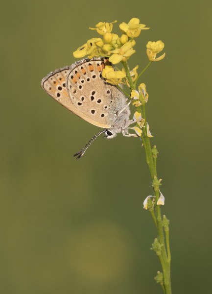 Lycaena thersamon - Lesser Fiery Copper - Küçük Ategüzeli 03