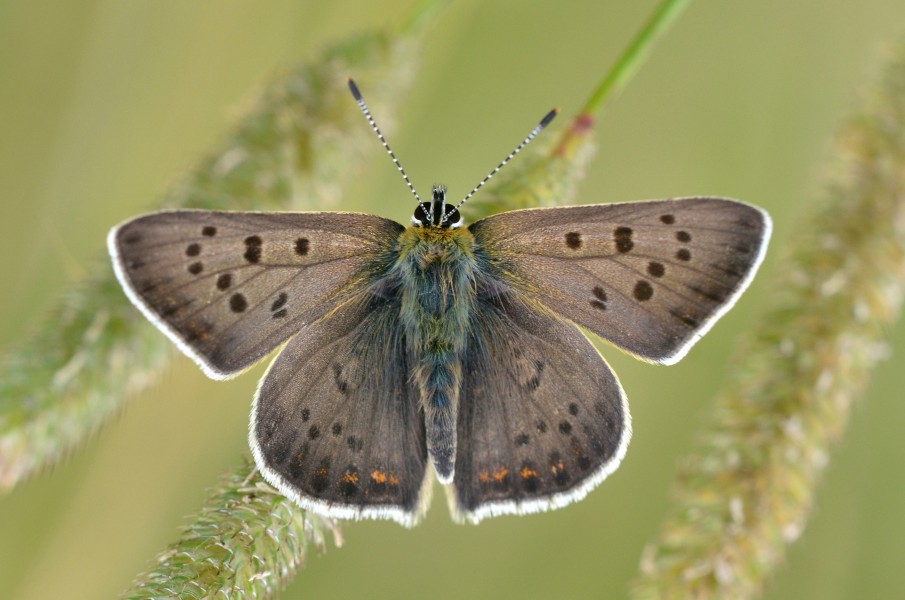 Lycaena tityrus male (10914552766)