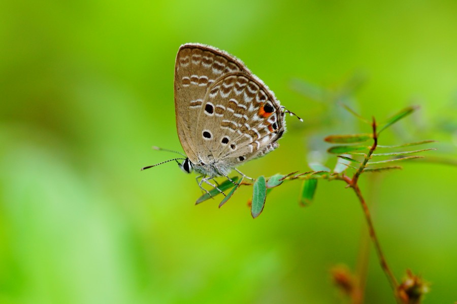 Lycaenidae 04399