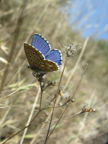Lysandra bellargus M 1