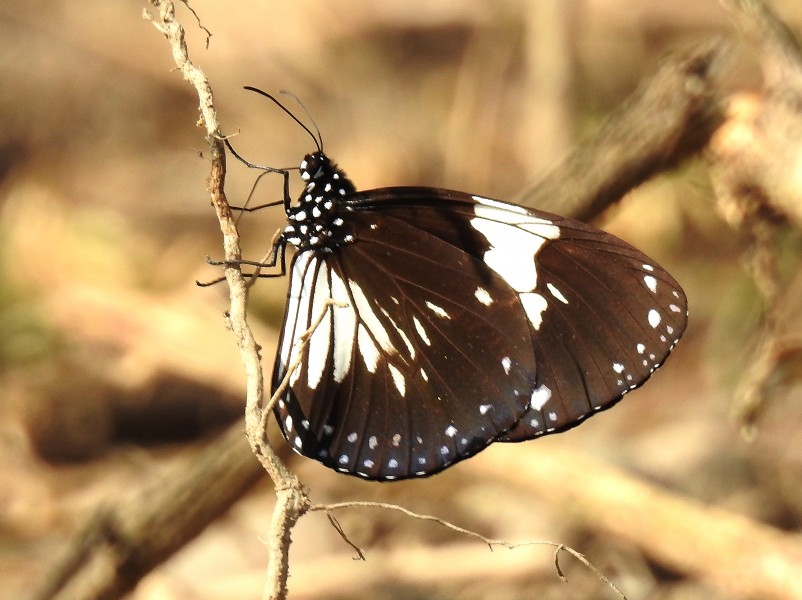 Magpie Crow Euploea radamanthus UN by Dr. Raju Kasambe DSCN2613 (3)