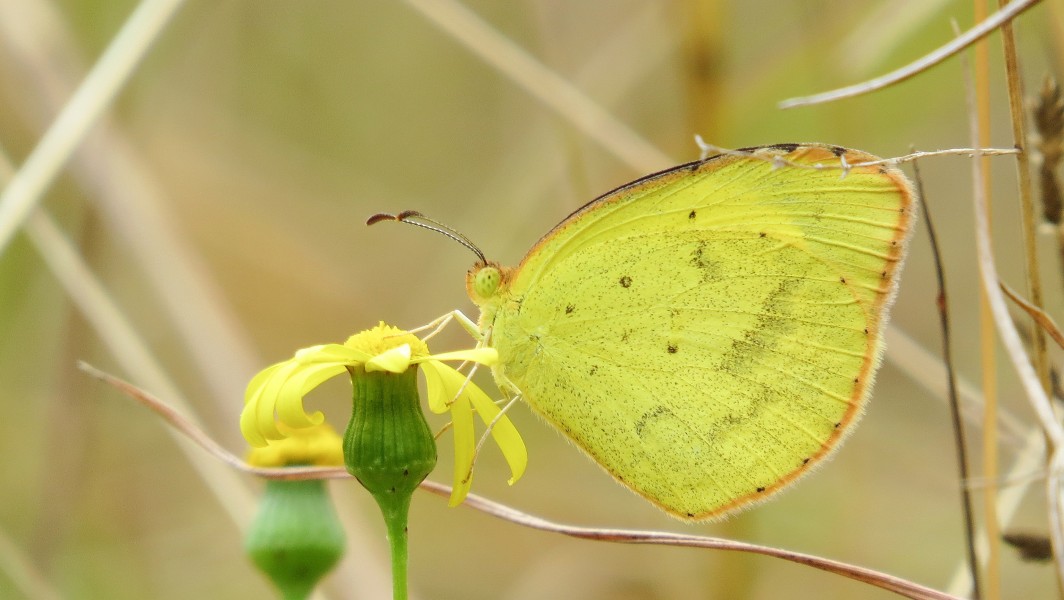 Male No-brand Grass-yellow (16191483146)