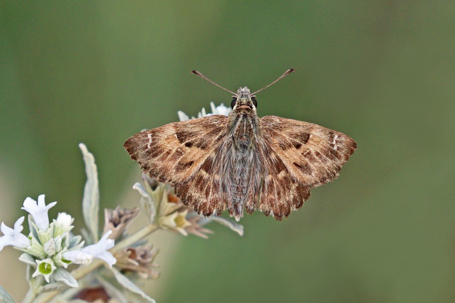 Mallow skipper (Carcharodus alceae) Bulgaria