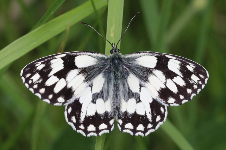 Marbled white (Melanargia galathea) male