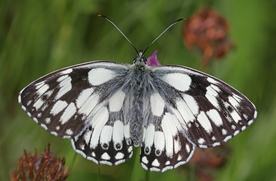 Marbled white (Melanargia galathea) male 2