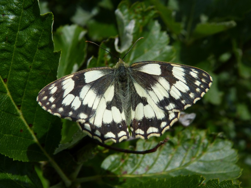 Marbled White Butterfly (7569041708)