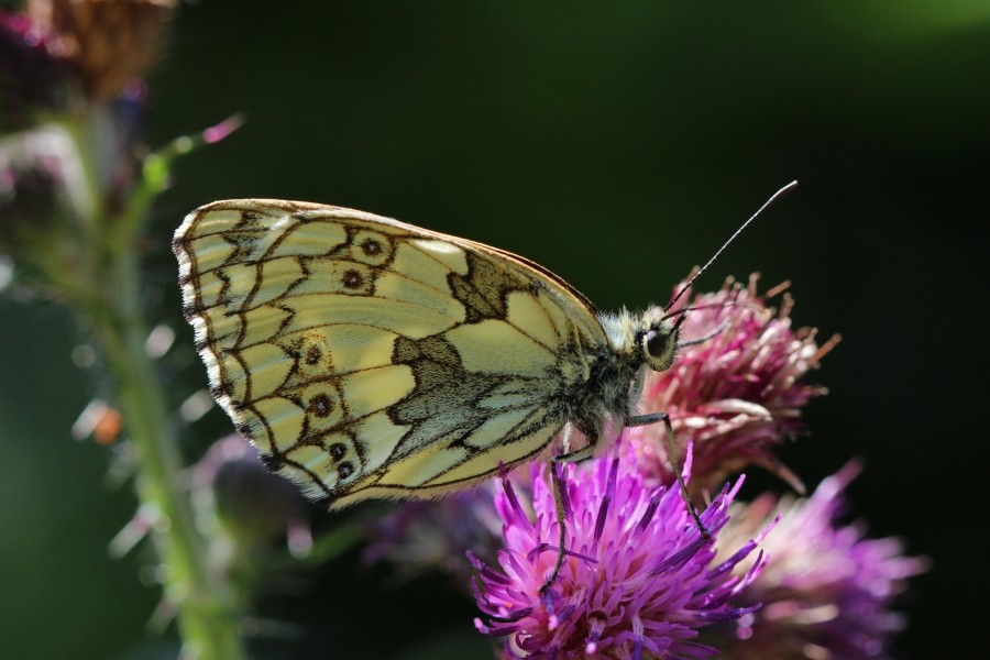 Marbled white butterfly (Melanargia galathea) female underside 2
