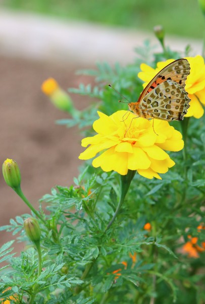 Marigold and Argynnis hyperbius