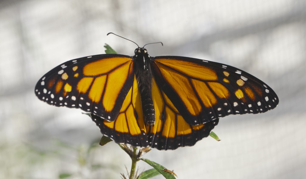 Mariposa monarca (Danaus plexippus), Jardín Botánico de Múnich, Alemania, 2013-01-27, DD 01