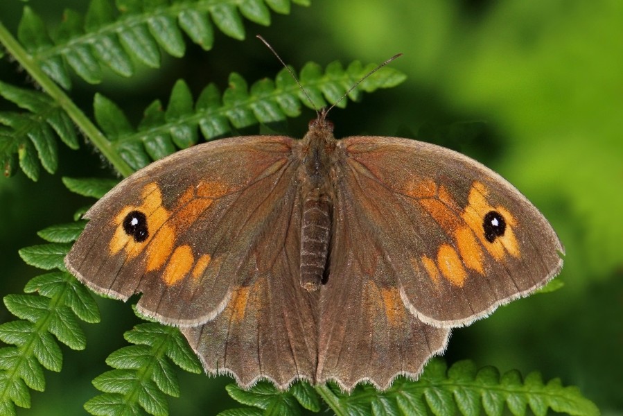 Meadow brown butterfly (Maniola jurtina) female