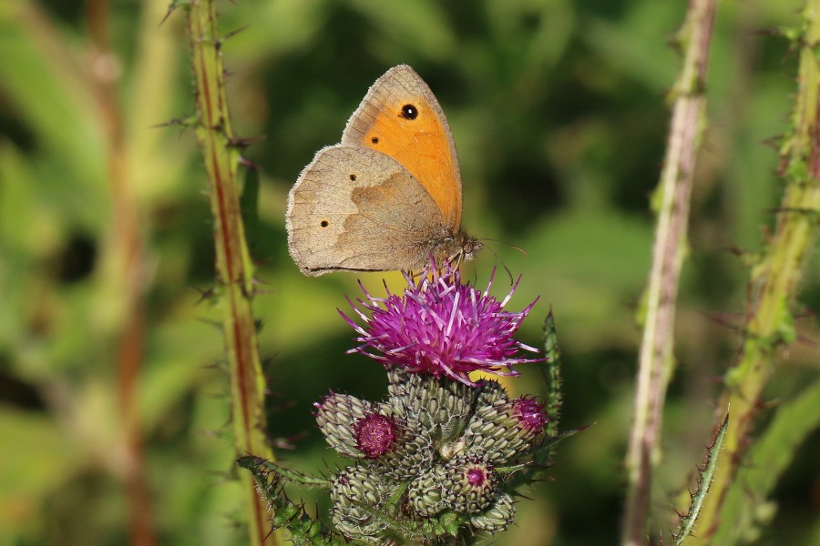 Meadow brown butterfly (Maniola jurtina) female underside 4