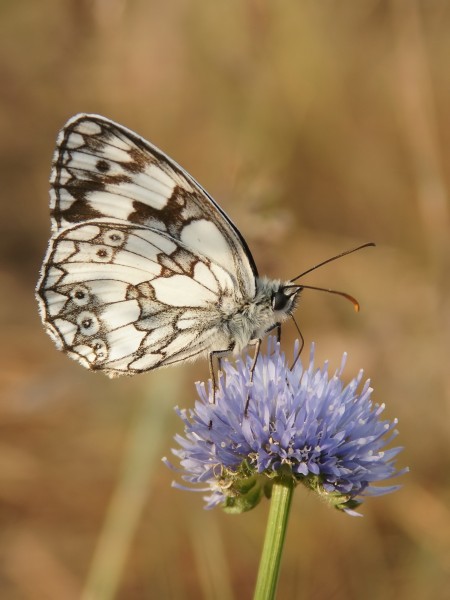 Melanargia galathea 01 (MK)