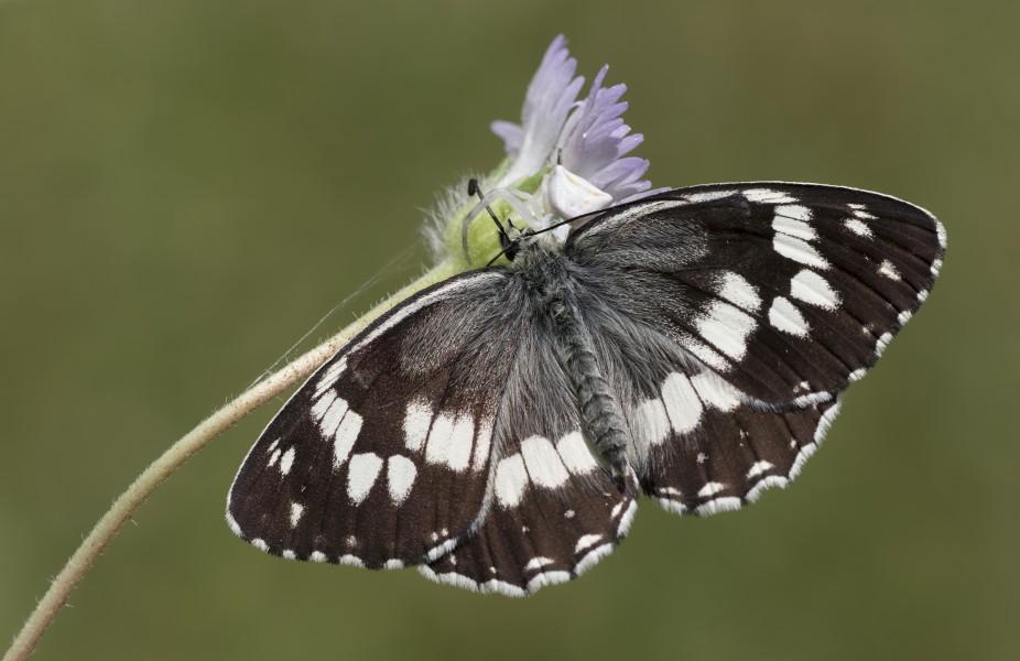 Melanargia syriaca - Kara melike 22-1